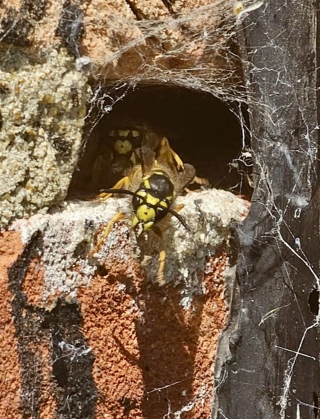 Imperium Pest Control domestic job in Kent