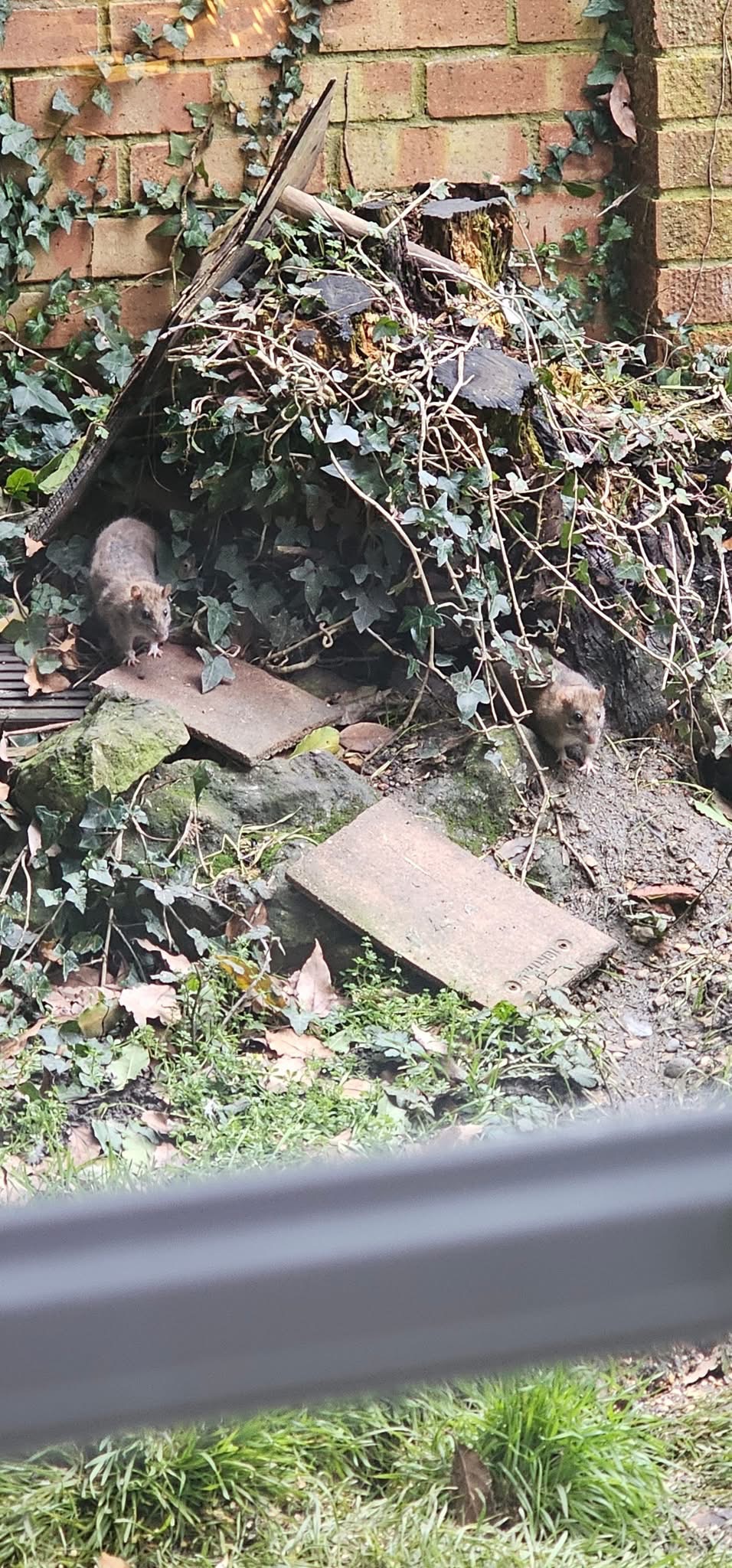 Rodent Control — Imperium Pest Control, Kent